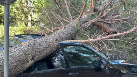 Hurricane aftermath: fallen tree crushing car in Split, Croatia Stock Footage 312744447