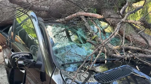 Hurricane aftermath in Split, Croatia: fallen tree crushing car Stock Footage 312744678