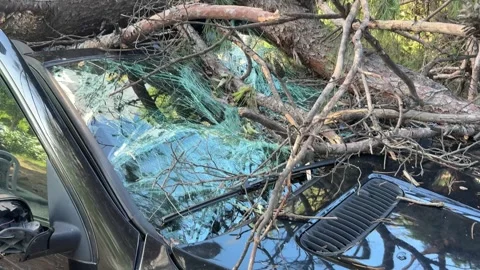 Hurricane aftermath in Split, Croatia: fallen pine tree crushing parked car Stock Footage 312744679