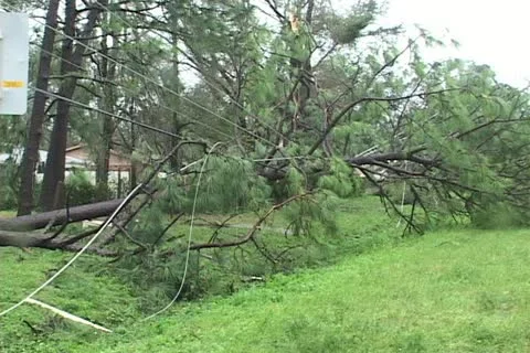 Hurricane aftermath tree across power lines Video stock 12575387