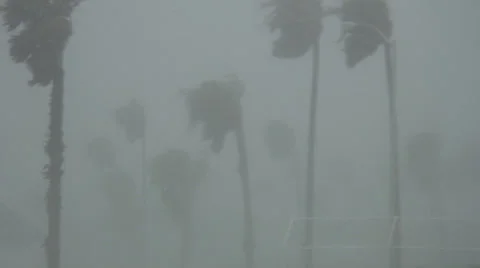 Hurricane Alex Winds Rip Through Palm Trees Vidéo 33623258