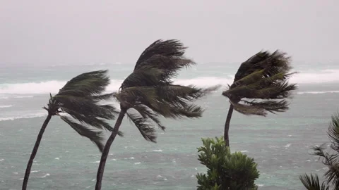 Hurricane approaching palm trees Stock Footage 243208273