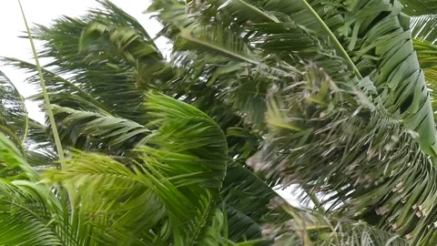 Hurricane approaching - wind blows through vegetation Stock Footage 73028094