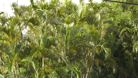Hurricane approaching wind picks up Stock Footage 92679548