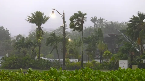 Hurricane approaching wind swaying palms Stock Footage 105136196