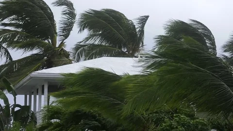 Hurricane approaching - winds pick up blowing palms Stock Footage 73035011