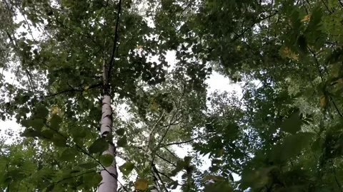 Hurricane bends and shake large tree Stock Footage 254497495