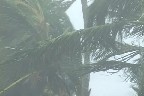 Hurricane blows through Palm Trees Stock Footage 12575216