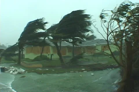 Hurricane comes ashore Palm Trees Homes Stock-Footage 12575134