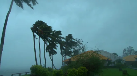 Hurricane comes ashore palm trees blowing in the wind 库存影片 33871306