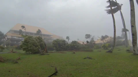 Hurricane comes ashore wind blows palm fronds to the ground 库存影片 33871311