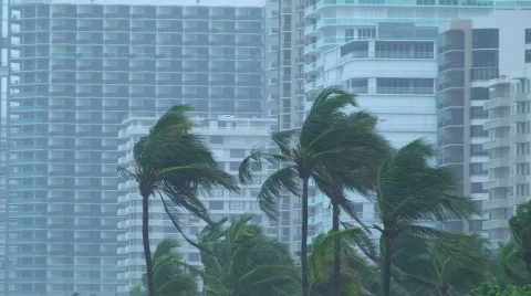 Hurricane Condo Palms Stock Footage 828475