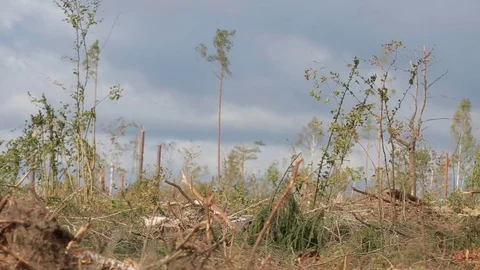 Hurricane consequences in the forest Stock Footage 83877542