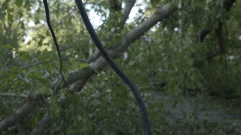 Hurricane Damage in street Stock Footage 115806600