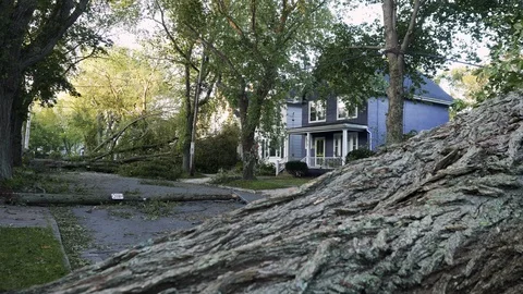 Hurricane Damage Trees Stock Footage 115987839