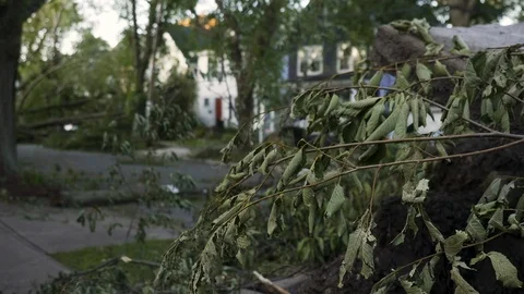 Hurricane Damaged Trees Stock Footage 115988545