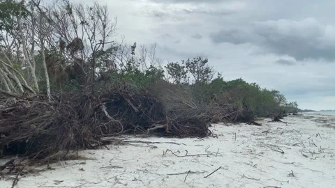 Hurricane Damaged Trees on Keewaydin Island in Florida Stock Footage 229018473