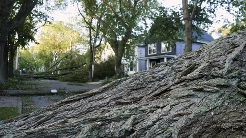 Hurricane Damaged Trees in Street Stock Footage 115987604