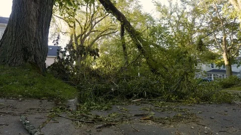 Hurricane Dmaged Tree Stock Footage 115805864