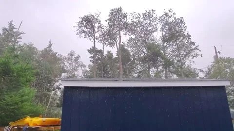 Hurricane Dorian Downs Tall Trees, Porters Lake, Nova Scotia - 07 Sep 2019 Stock Footage 205208906