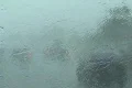 Hurricane Earl - driving through wind and rain w audio Footage