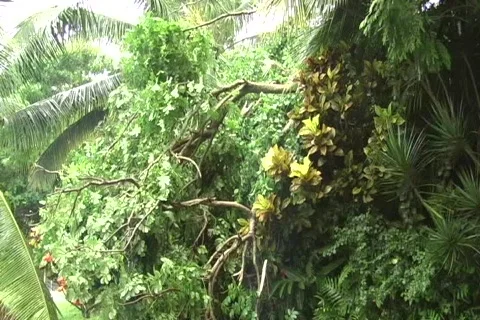 Hurricane Earl - Fallen Trees on road side Stock Footage 831827