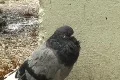 Hurricane Earl - pigeon resting after the storm 1 Footage