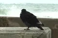 Hurricane Earl - pigeon resting after the storm 2 Footage