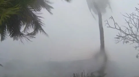 Hurricane Extreme Wind shreds palm tree Stock Footage