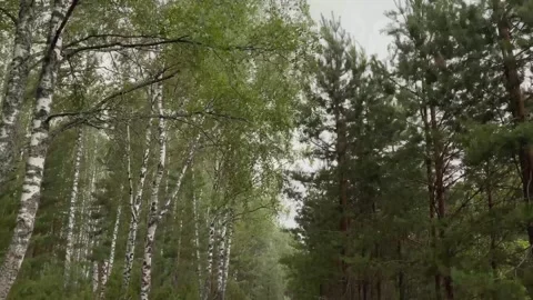Hurricane extremely strong wind in forest, silhouettes of high trees sway in a Stock Footage 246842784