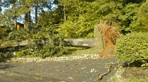 Hurricane - Fallen trees on road and houses (Tropical Storm) Vídeo Stock 8663181