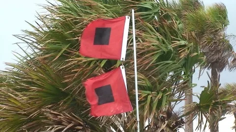Hurricane Flags and Palm Trees Vidéo 95028718