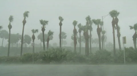 Hurricane force wind blows palm trees Stock Footage