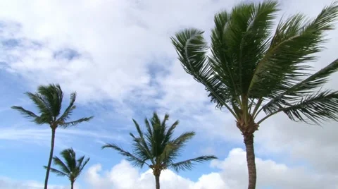Hurricane Force Winds Stock Footage 10867305