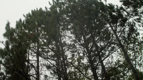 Hurricane in the forest bends the trees under a strong heavy wind. Stock Footage 250632449