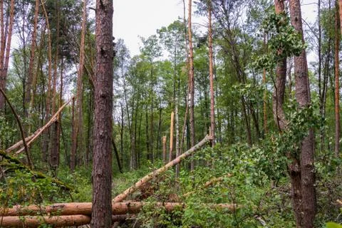 A hurricane in the forest knocked down trees and they fell Stock Photos