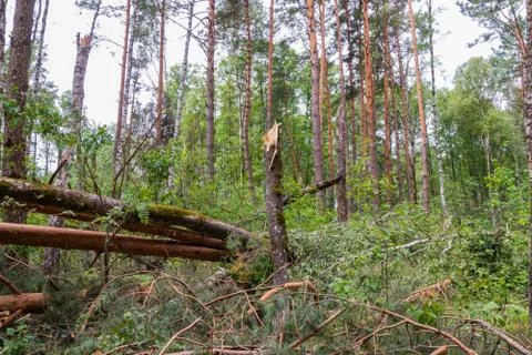 A hurricane in the forest knocked down trees and they fell Stock Photos