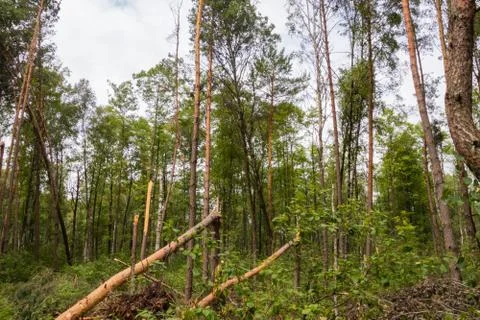 A hurricane in the forest knocked down trees and they fell Stock Photos