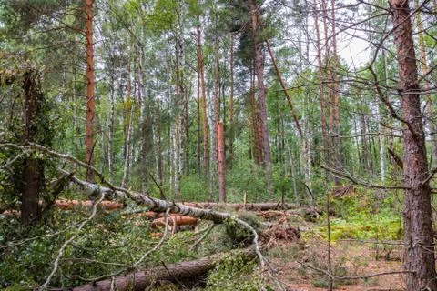 A hurricane in the forest knocked down trees and they fell Stock Photos