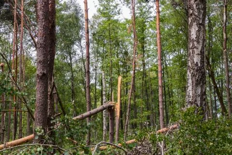 A hurricane in the forest knocked down trees and they fell Stock Photos