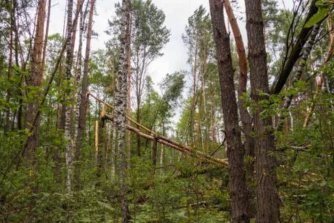 A hurricane in the forest knocked down trees and they fell Stock Photos