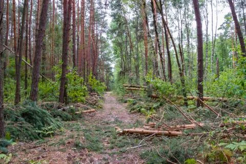 A hurricane in the forest knocked down trees and they fell Stock Photos