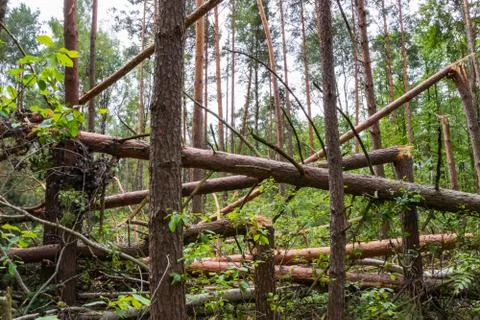 A hurricane in the forest knocked down trees and they fell Stock Photos