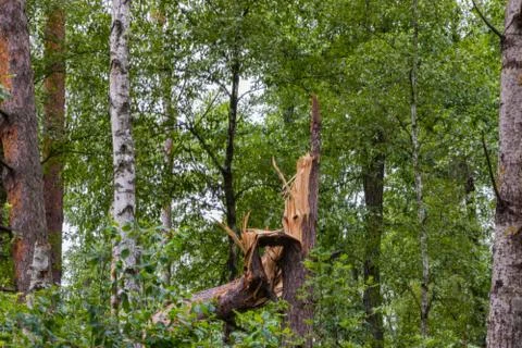 A hurricane in the forest knocked down trees and they fell Stock Photos