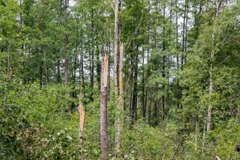 A hurricane in the forest knocked down trees and they fell Stock Photos