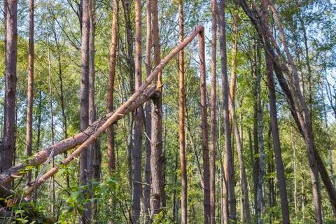 A hurricane in the forest knocked down trees and they fell Stock Photos