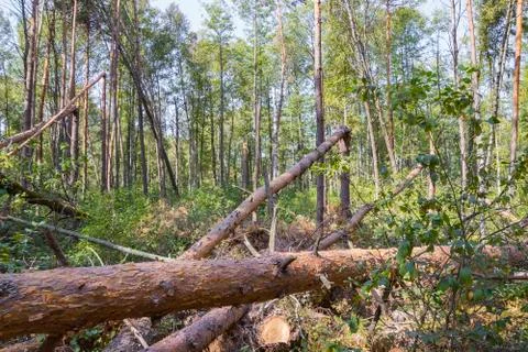 A hurricane in the forest knocked down trees and they fell Stock Photos