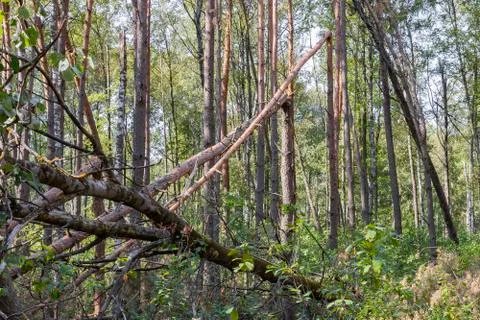 A hurricane in the forest knocked down trees and they fell Stock Photos