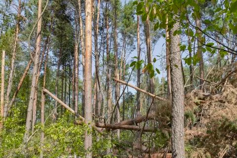 A hurricane in the forest knocked down trees and they fell Stock Photos