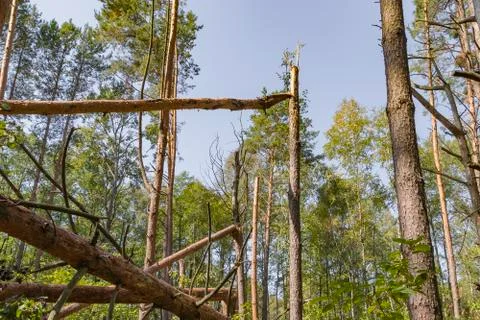 A hurricane in the forest knocked down trees and they fell Stock Photos